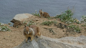 Local Gopher??