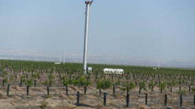 New Orchards