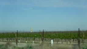 Non-Organic Vines
