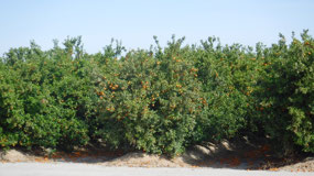 Oranges