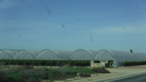 Organic Grapes