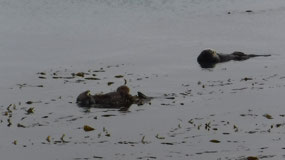 Sea Otters