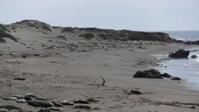 Seal Rookery