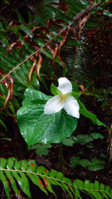 Trillium