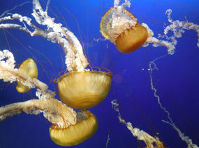 Underwater Beauty