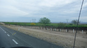 Green Fields