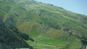 Wild Poppies