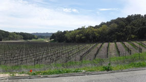 Wine, Wine