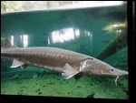 Sturgeon