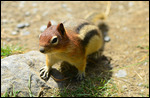Golden-mantled ground squirrel