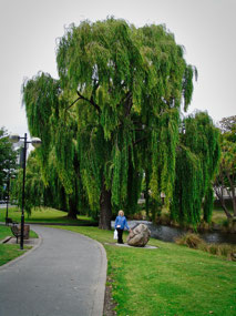 Willow Tree