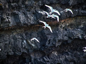 Gannets