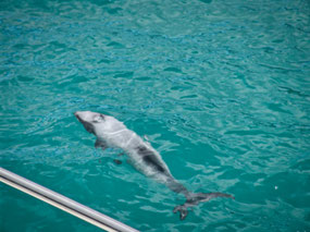 Hector Dolphin, world's rarest dolphin