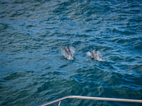 Hector Dolphins