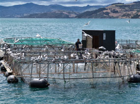 Salmon farm