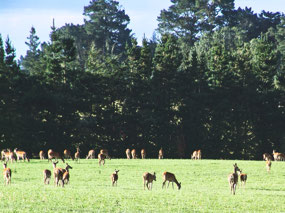 Deer Farm