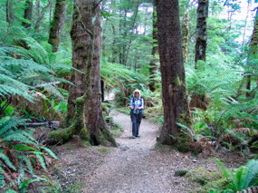 Kepler Track in Beech Forest