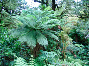 Chasm Walk-Australian Tree Fern