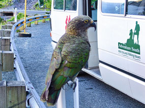 Kea Parrot