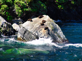 Seal Rock - Milford Sound