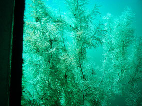 Snake Star on the White Coral