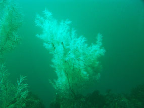 White Coral - Underwater Observatory