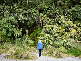 Walk in Rainforest