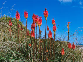 Colorful Plumes