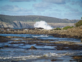 Curio Bay Fossil Forrest