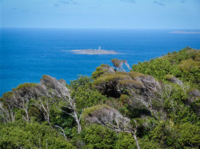 View from Bluff Hill, Wind-Swept Trees