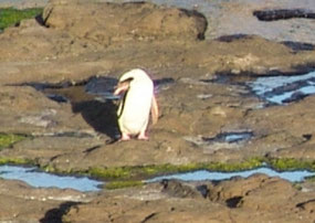 Yellow-Eyed Penguin