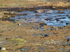 Yellow-Eyed Penguins coming on shore