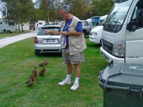 Duck feeding -  Oamaru Campground