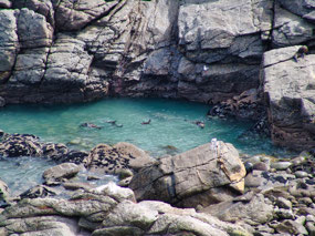 Cape Foulwind - seal pups playing