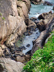 Seal Colony Tauranga Bay