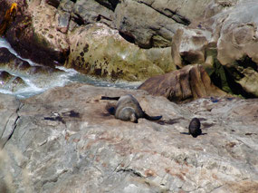 Mom and Baby -  Ohau Point