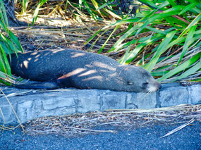 Seal along Path