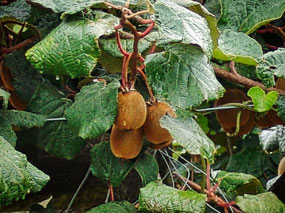 Kiwis growing, not ripe yet