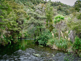 Te Waikoropupu Springs