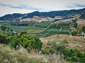 Blenheim area