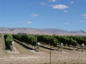 Vineyards - Blenheims area