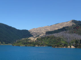 Treeless hillside - lots of lumber was in port