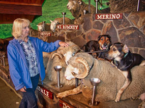 AgraDome Sheep Show