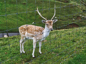 Fallow Deer