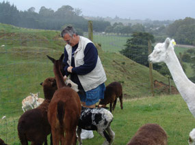 feeding the animals