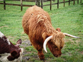unique looking cow - Highland breed