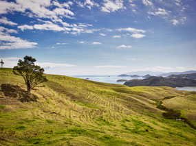 Coromandel Penninsula