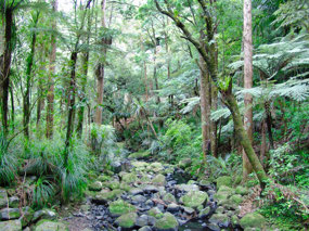 Wai Koromiko Stream - AH Reid Park