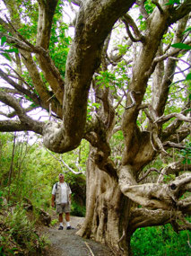 Whangarei Walk