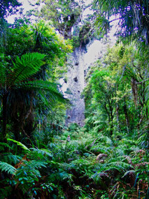 Waipoua Forest walk